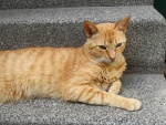 Un bonito gato tumbado en el peldaño de las escaleras