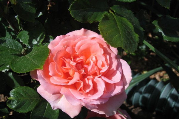 Una hermosa rosa en el rosal