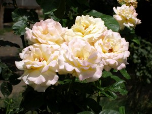 Rosal con rosas blancas abiertas