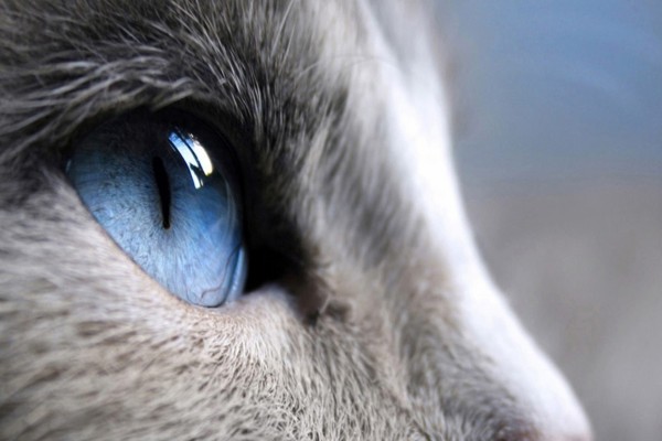 Un ojo azul del gato