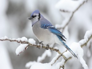 Un pájaro con nieve en el pico