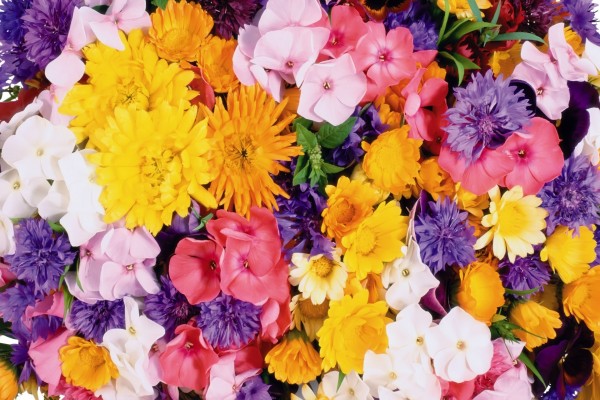 Coloridas y variadas flores