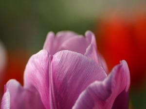 Postal: Pétalos de un tulipán
