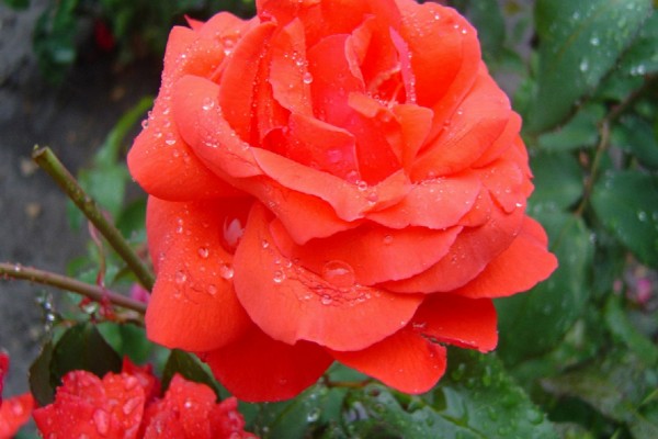 Rosa de un bonito color cubierta con gotas de agua