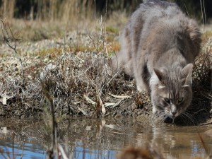 Postal: Un gato bebiendo agua de un estanque