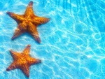 Estrellas de mar en el agua azul