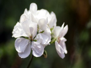Flores blancas en el tallo