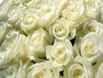 Varias rosas blancas