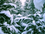 Nieve blanca sobre las ramas de los pinos