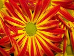 Flores con pétalos rojos y amarillos