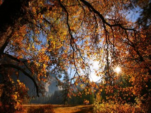 Bajo las ramas de un árbol en otoño