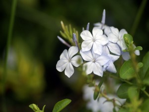 Flores de cinco pétalos