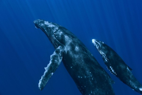 Dos ballenas nadando hacia la superficie