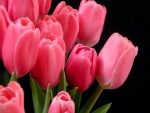 Un bello ramo de tulipanes rosas