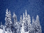 Un gran pinar cubierto de nieve