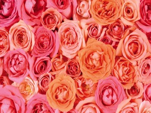 Rosas en tres tonos pastel
