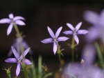 Flores con largos pétalos de color lila