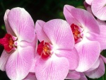 Flores de orquídea en tonos rosa