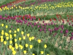 Campo con tulipanes amarillos, morados y rojos