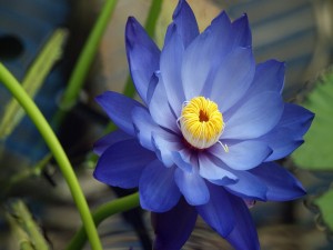 Una preciosa flor de loto azulada