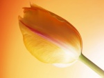 Pétalos y tallo de un hermoso tulipán