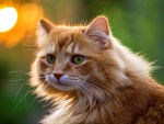 Gatito con un suave pelo marrón y ojos verdes