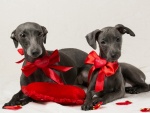 Dos hermosos perros con lazos y corazones rojos