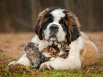 Un perro cuidando a unos bellos gatitos