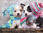 Dos elegantes perritos con bufanda y gorro