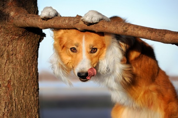 Perro jugando con la rama del árbol