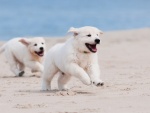 Cachorros blancos corriendo en la arena