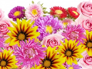 Postal: Variedad de coloridas flores