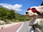 Perro con gafas y las orejas al viento asomado por la ventana del auto