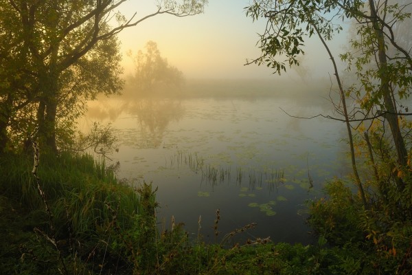 Neblina en el lago