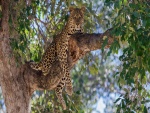 Leopardo descasando sobre la gruesa rama del árbol