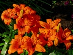 Varios lilium color naranja