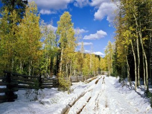 Postal: Árboles verdes en un camino nevado