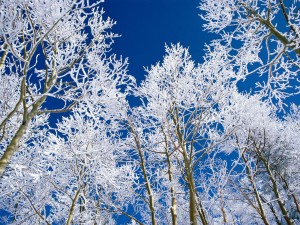 Postal: Árboles con nieve en sus ramas y un cielo azul