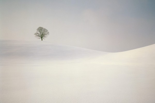 Un árbol solitario en un paraje nevado