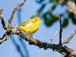 Un pájaro amarillo sobre una rama