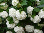 Hydrangeas blancas en la planta