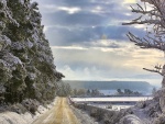 Carretera en el borde de un bosque nevado
