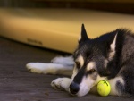 Perro tumbado junto a una pelota de tenis