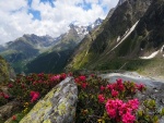Camino con bellas flores junto a las montañas