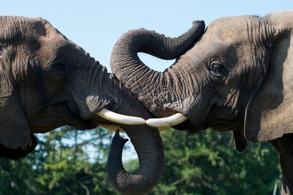 Dos elefantes unen sus grandes trompas y colmillos