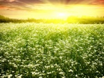 El sol alumbra un campo de manzanillas