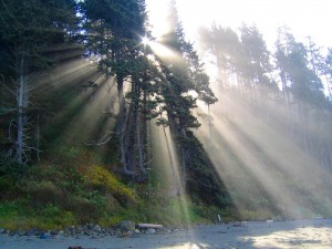 Postal: Los brillantes rayos del sol atraviesan los pinos