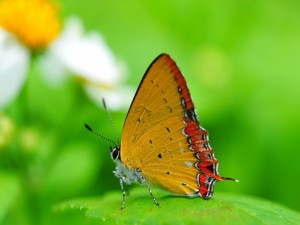 Una bella mariposa posada en una hoja verde