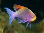 Un pez de varios colores
