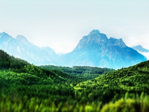 Copas de los árboles verdes bajo las montañas